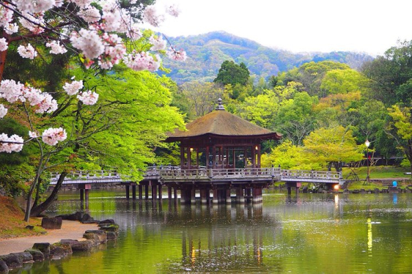 28.03.26 - 05.04.26 <br> Сакура Стандарт 