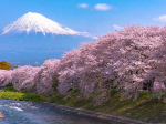 06.04.2026 - 14.04.2026<br>Япония в сакуре: авторский тур
