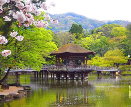 28.03.26 - 05.04.26 <br> Сакура Стандарт 